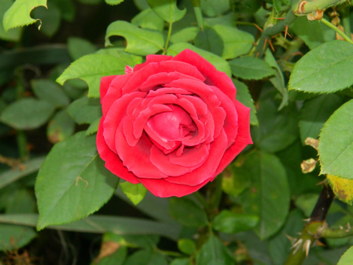 DSCN5342 - IULIE 2013