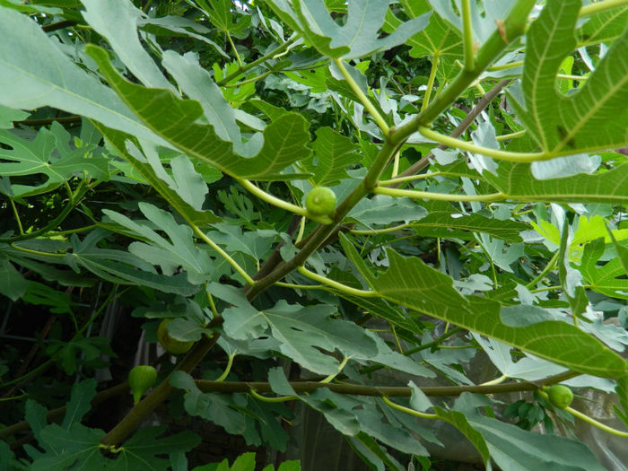 DSCN5345 - IULIE 2013