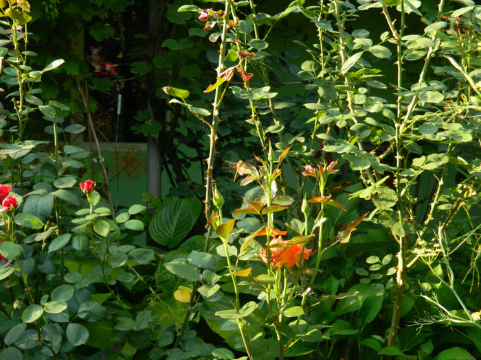 DSCN5346 - IULIE 2013