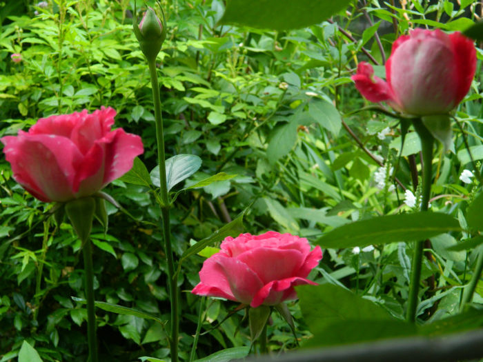 DSCN5361 - IULIE 2013