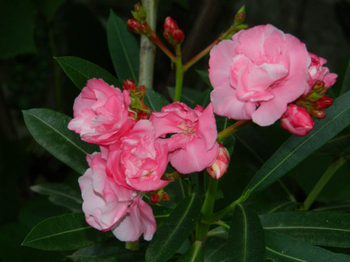 DSCN5364 - IULIE 2013