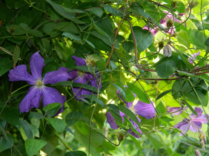 DSCN5366 - IULIE 2013