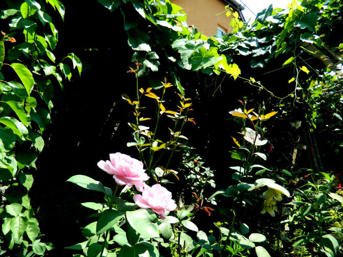 DSCN5399 - IULIE 2013