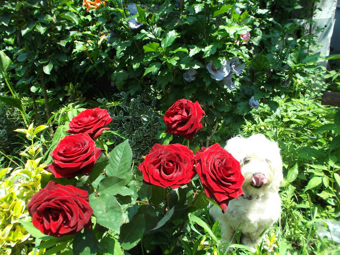 Baccara - Gradina de flori 2013