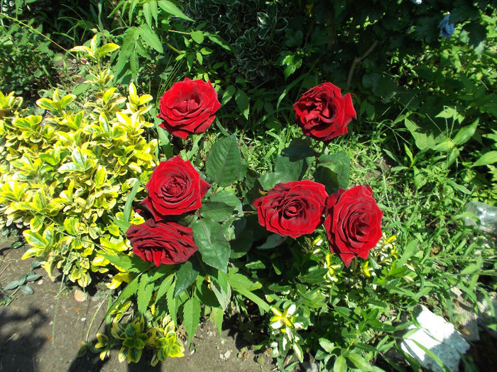 baccara - Gradina de flori 2013