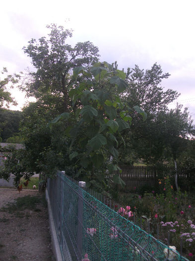 03-06-2013 - Paulownia 2013