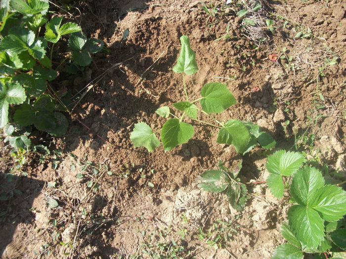 03-07-2013 - Paulownia 2013