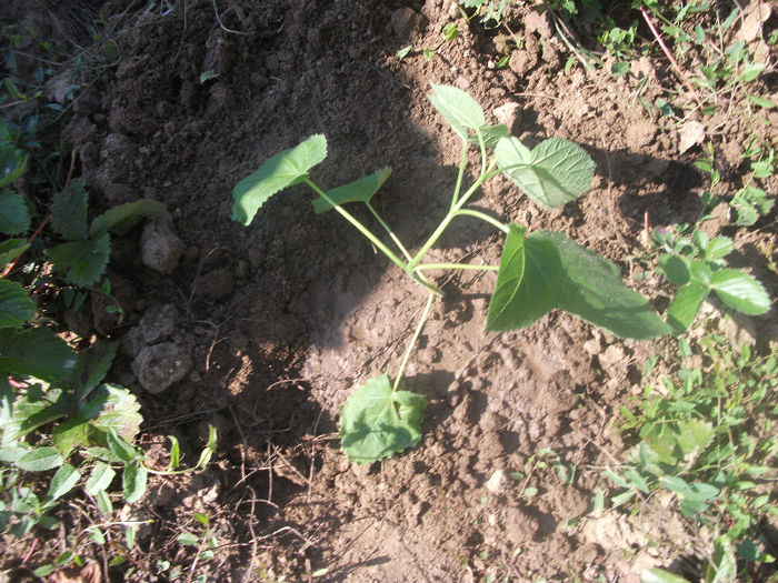 03-07-2013 - Paulownia 2013