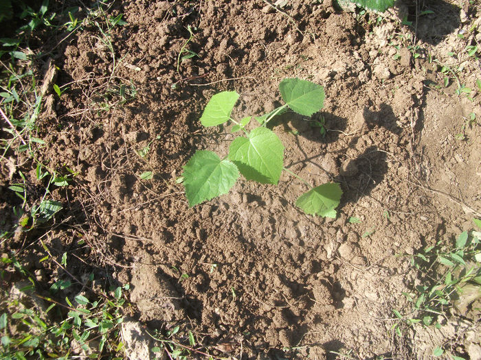 03-07-2013 - Paulownia 2013