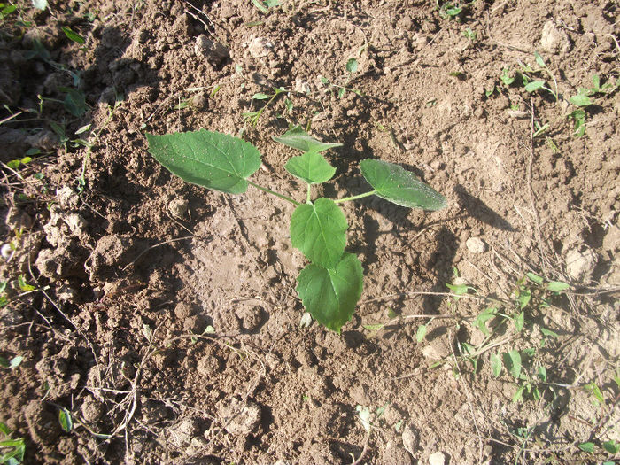 03-07-2013 - Paulownia 2013