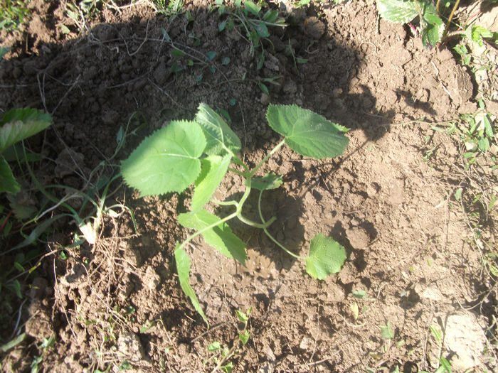 03-07-2013 - Paulownia 2013