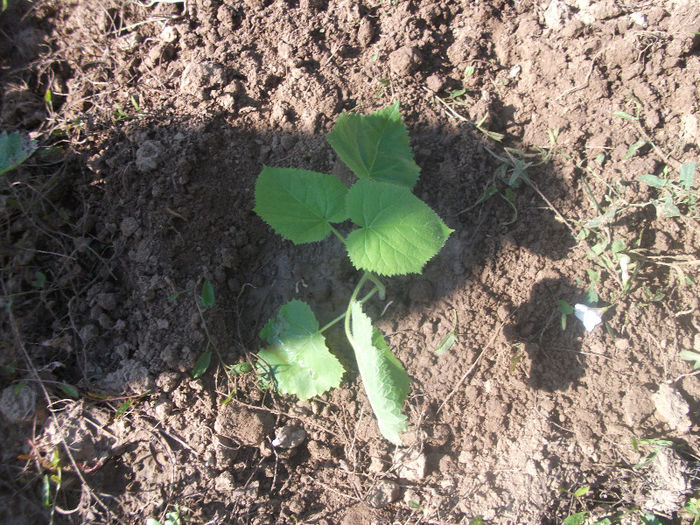 03-07-2013 - Paulownia 2013