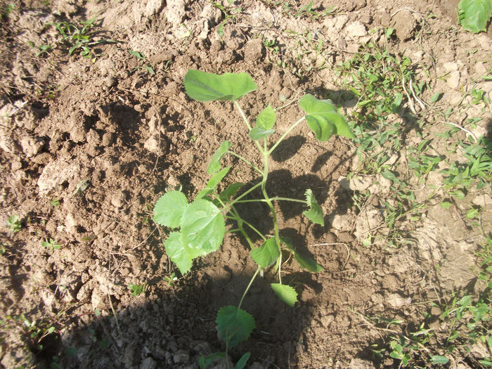 03-07-2013 - Paulownia 2013