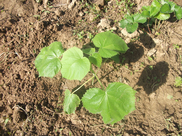 03-07-2013 - Paulownia 2013