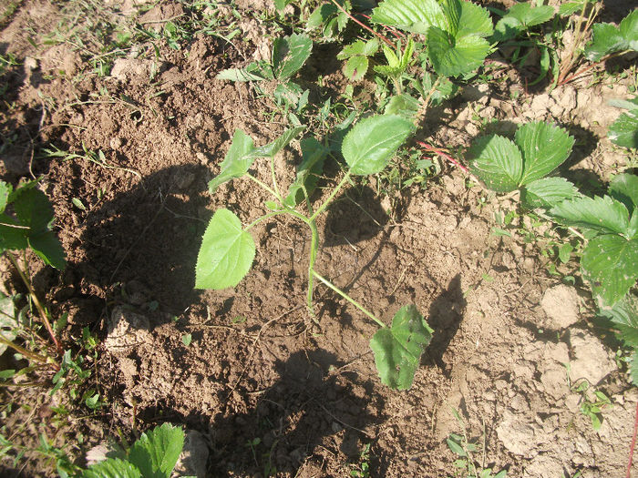 03-07-2013 - Paulownia 2013