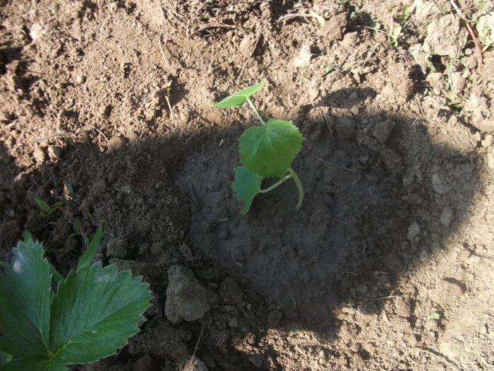 03-07-2013 - Paulownia 2013