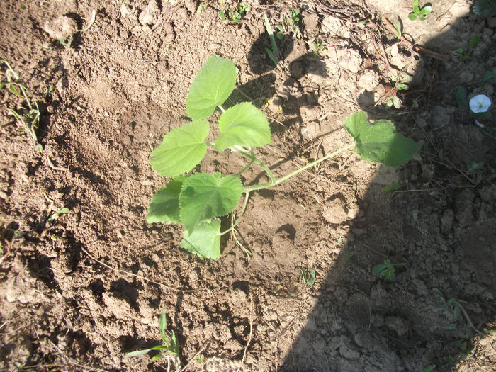 03-07-2013 - Paulownia 2013