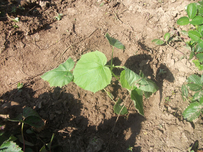03-07-2013 - Paulownia 2013