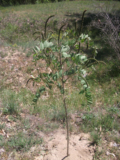 Amorpha fructiosa 13-05-2013 - Amorpha fruticosa