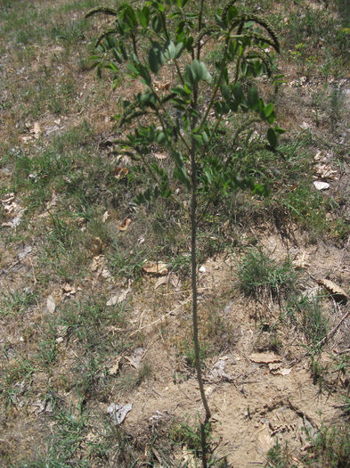 Amorpha fructiosa 13-05-2013 - Amorpha fruticosa