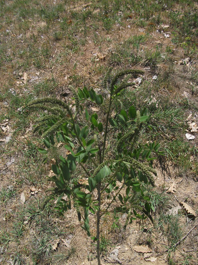 Amorpha fructiosa 13-05-2013 - Baza melifera pe 2014