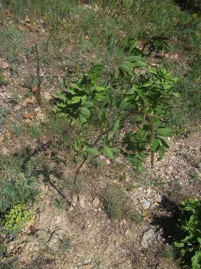 Amorpha fructiosa 13-05-2013 - Amorpha fruticosa