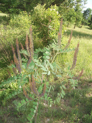 Amorpha fructiosa 25-05-2013 - Amorpha fruticosa