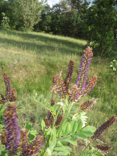 Amorpha fructiosa 25-05-2013