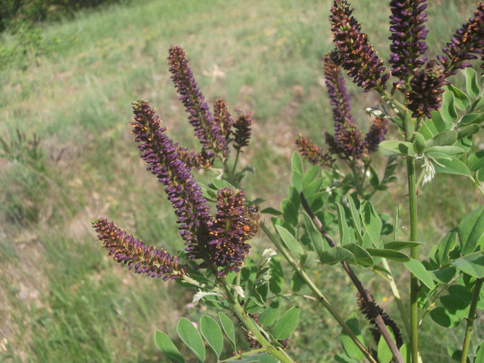 Amorpha fructiosa 25-05-2013 - Amorpha fruticosa