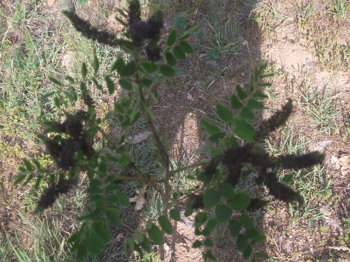 Amorpha fructiosa 25-05-2013