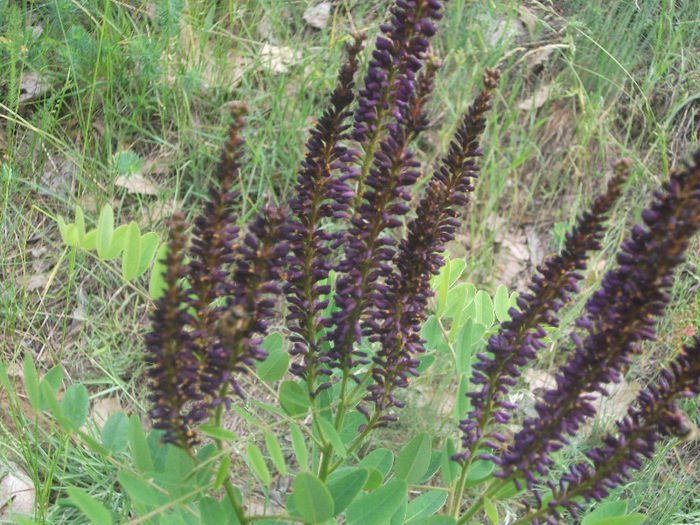 Amorpha fructiosa 25-05-2013 - Amorpha fruticosa