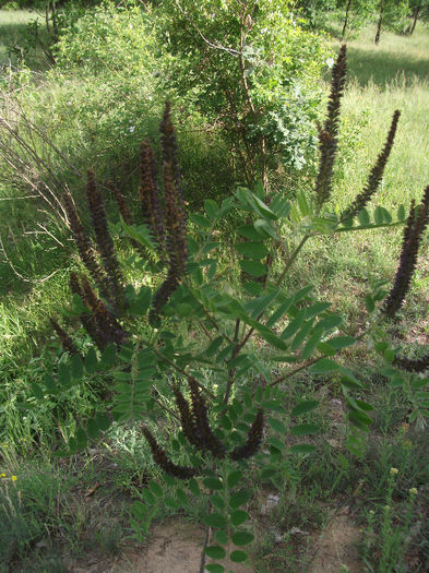 Amorpha fructiosa 25-05-2013 - Amorpha fruticosa