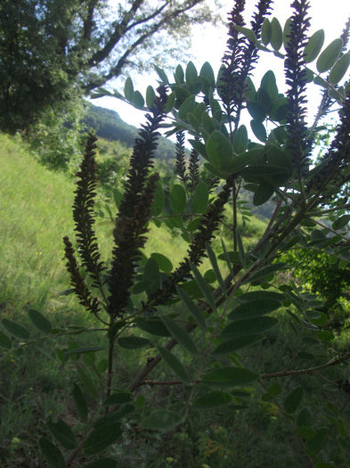 Amorpha fructiosa 25-05-2013 - Amorpha fruticosa