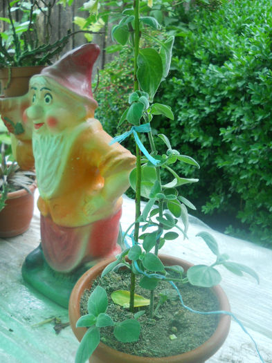 DSCN4531