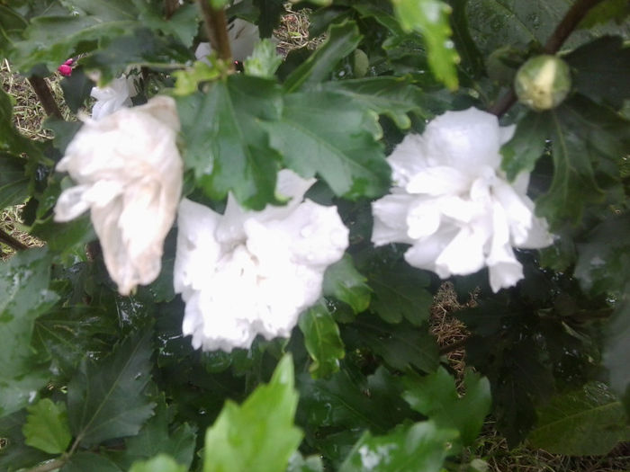 hibiscus jean d,arc