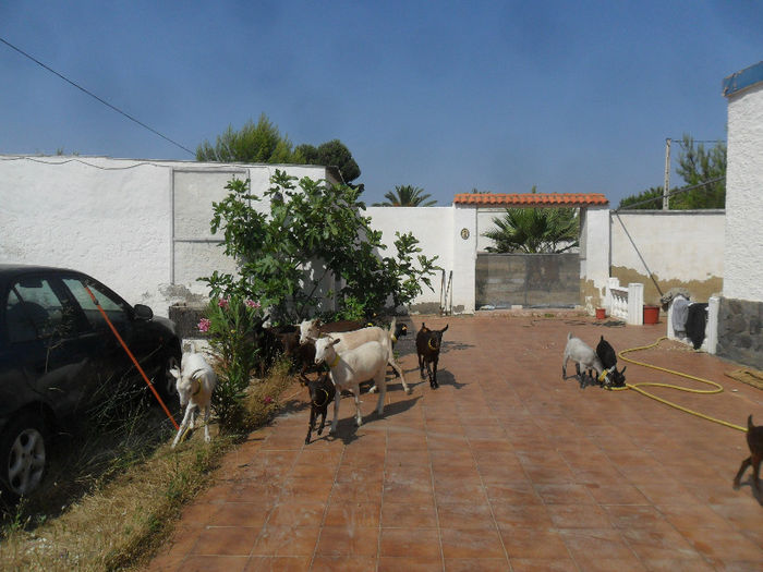 SAM_3659 - caprele murciene ce le avem in Spania