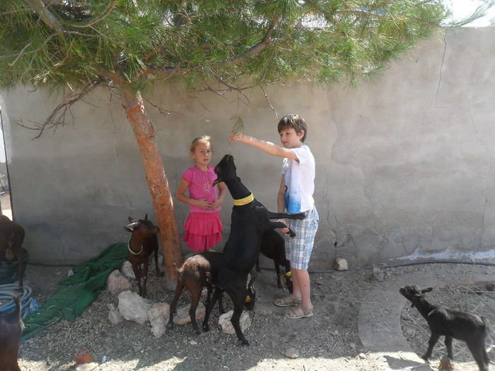 SAM_3705 - caprele murciene ce le avem in Spania