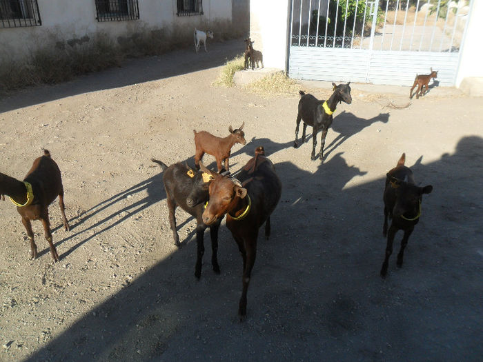 SAM_3746 - caprele murciene ce le avem in Spania