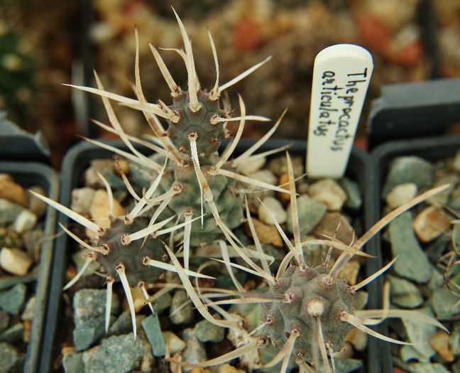 Tephrocactus articulatus v papyracanthus-12lei, Sedum rubrotictum 16lei, Trichodiadema densum-12lei