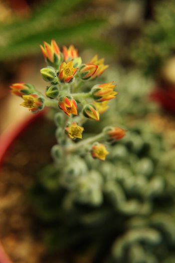 Echeveria setosa