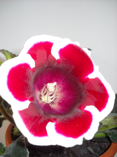 KAizer Frederich- 5  iulie - 1GLOXINIA- 2013