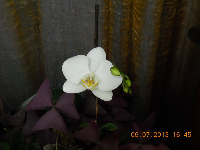 029 - IULIE 2013