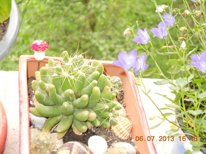cactus cu floarea galbena