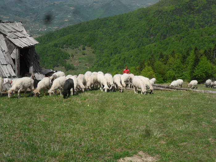 SAM_3334 - plecarea la munte