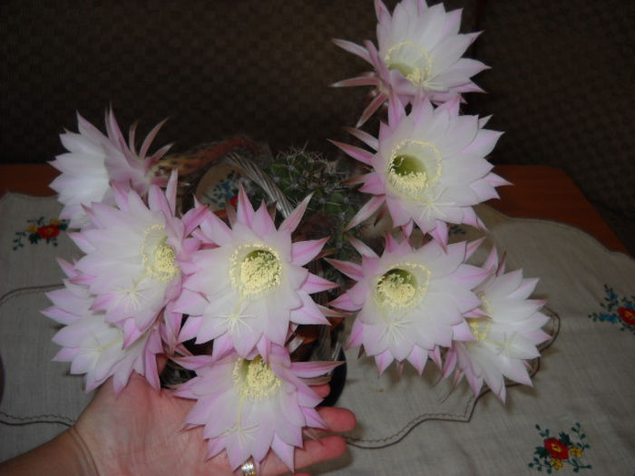 Un grup micuti ^6 iulie (9 flori) - CActusi -2013-2014