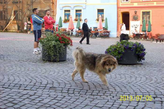 100_9092 - Targul mestesugarilor la Sighisoara 2013