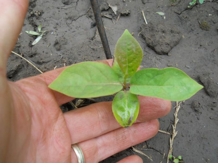 kaki virginiana - Germinari si altoiri 2013-2014