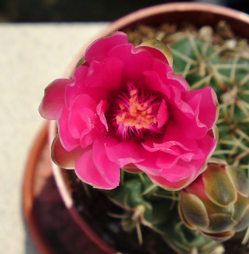 Gymnocalycium