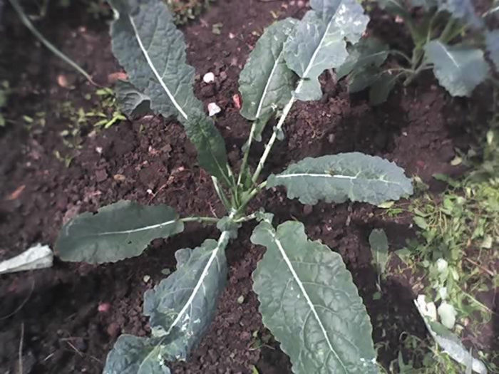 28-06-13_1526 - KALE - NERO DI TOSCANA