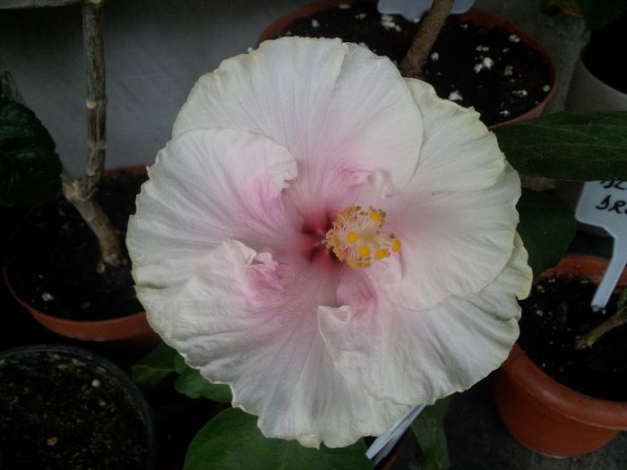 c'est bon - plantele mele